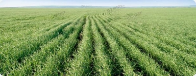 Широкозахватные посевные комплексы AGRATOR